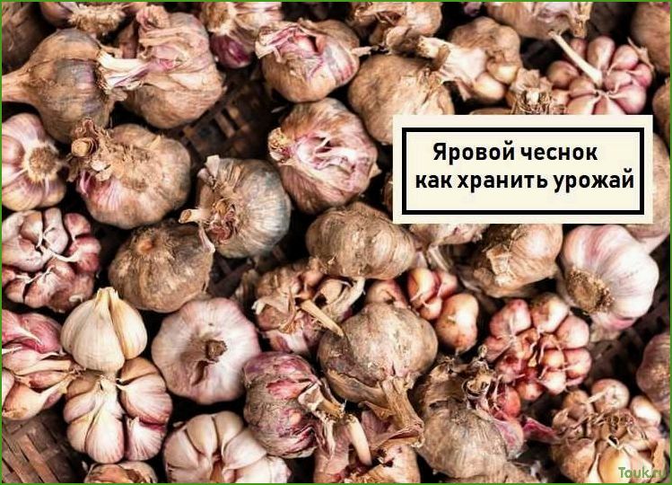(чеснок, яровой, особенности, выращивания, использования) Чеснок яровой: особенности выращивания и использования