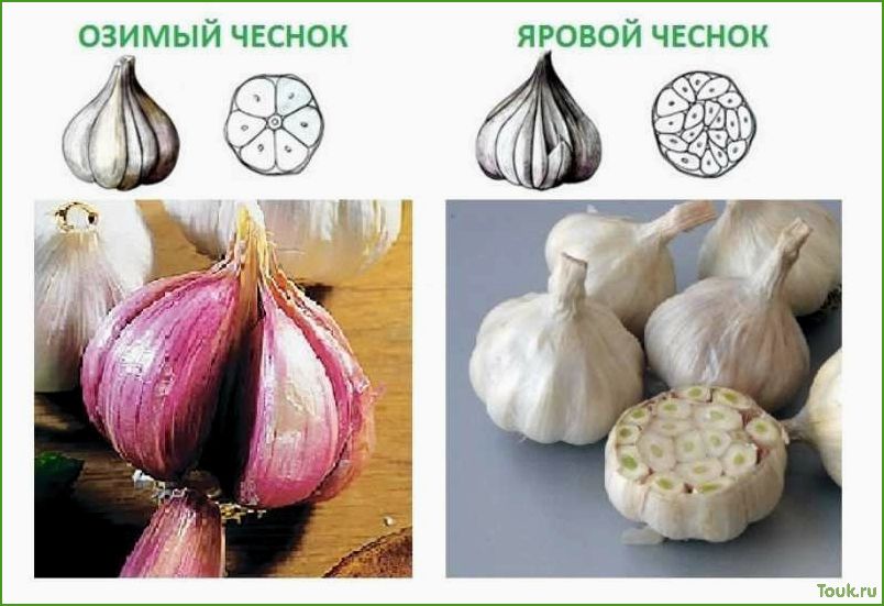 (чеснок, яровой, особенности, выращивания, использования) Чеснок яровой: особенности выращивания и использования