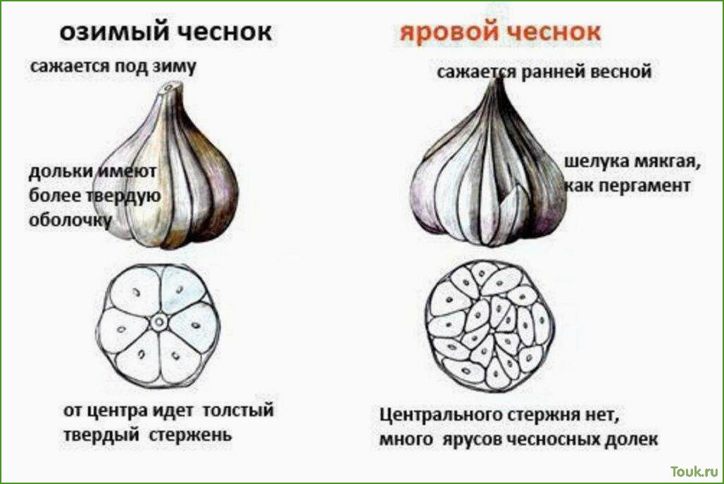 (чеснок, яровой, особенности, выращивания, использования) Чеснок яровой: особенности выращивания и использования