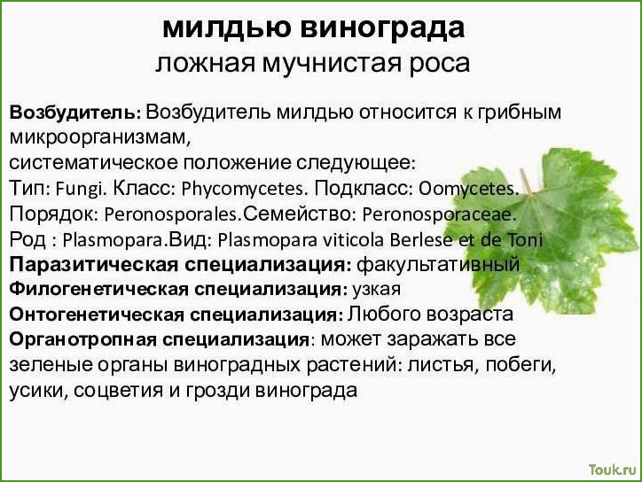 (милдью, виноградов) Милдью виноградов