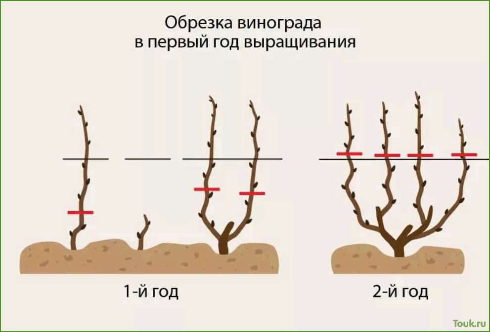 (виноград, осенью, обрезка, уход) Виноград осенью: обрезка, уход