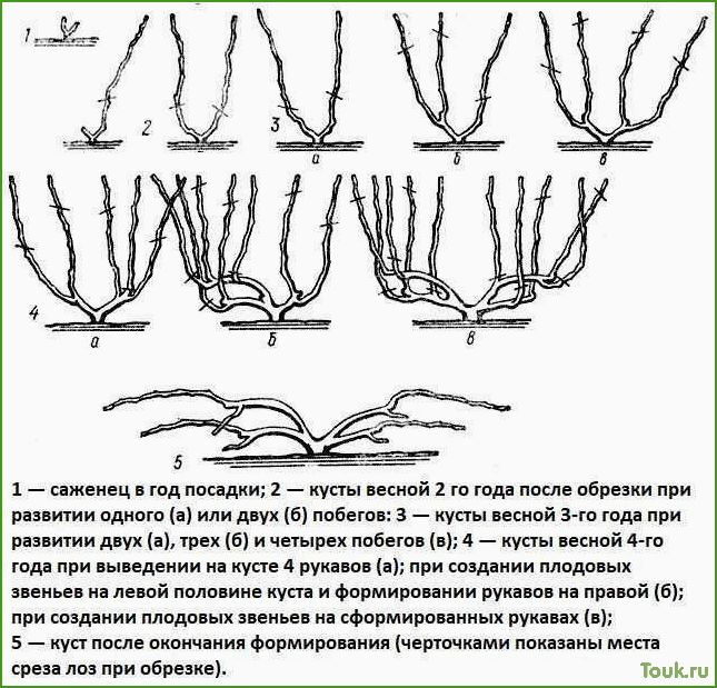 (виноград, осенью, обрезка, уход) Виноград осенью: обрезка, уход