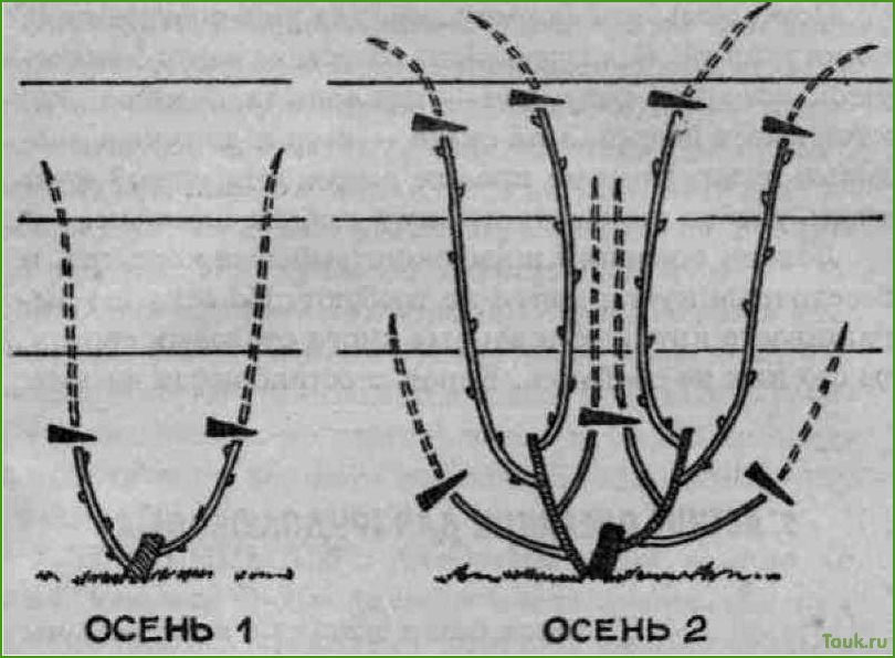 (виноград, осенью, обрезка, уход) Виноград осенью: обрезка, уход