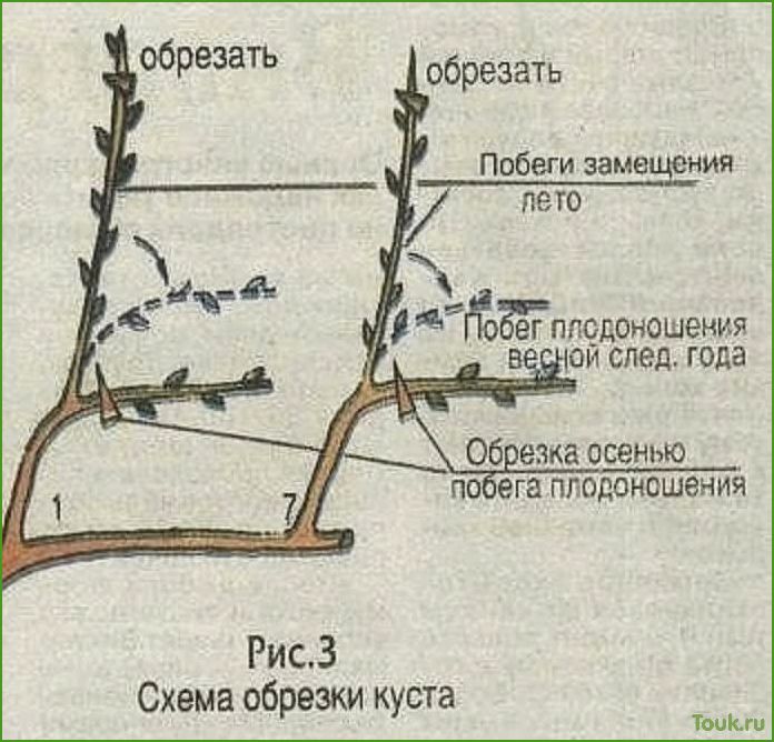 (виноград, осенью, обрезка, уход) Виноград осенью: обрезка, уход