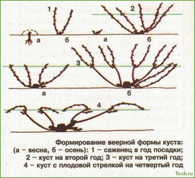(виноград, осенью, обрезка, уход) Виноград осенью: обрезка, уход