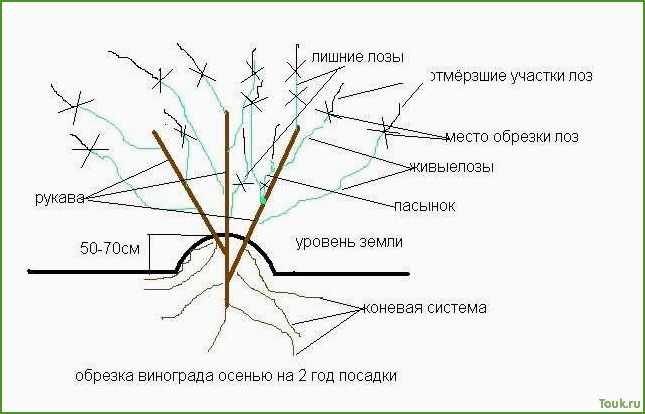 (виноград, осенью, обрезка, уход) Виноград осенью: обрезка, уход