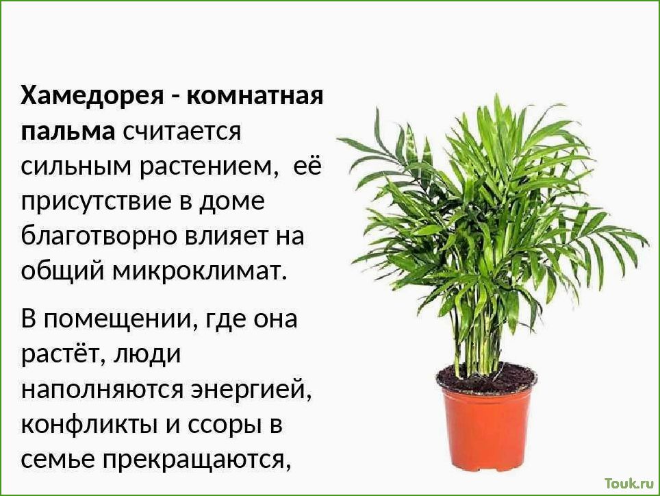 Хамедорея: особенности и уход за растением