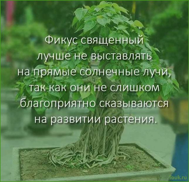 Фикус священный: особенности выращивания и ухода