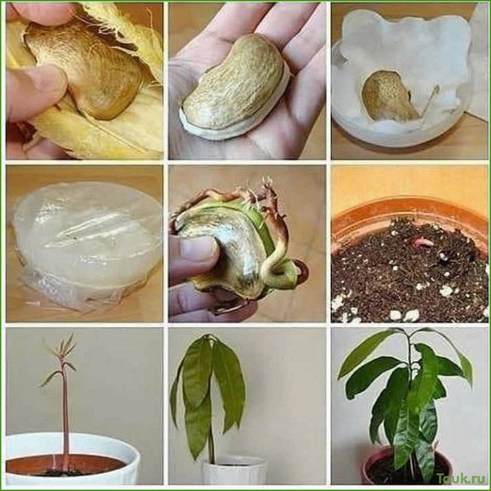 Как вырастить манго из косточки