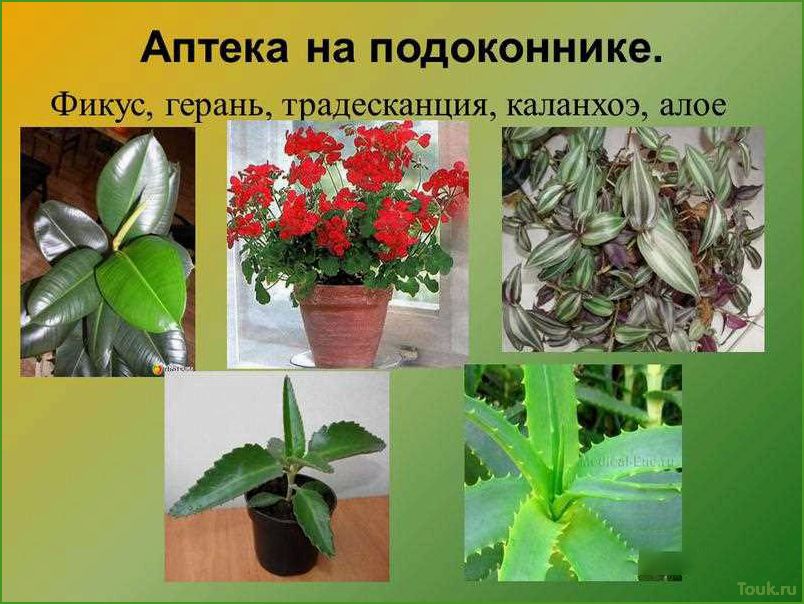 Лечебные комнатные растения: выбор и уход