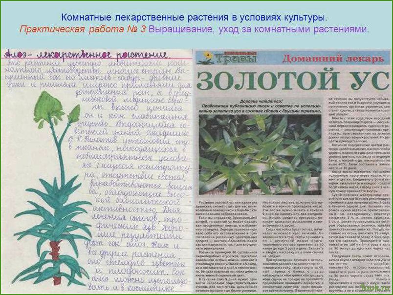 Лечебные комнатные растения: выбор и уход