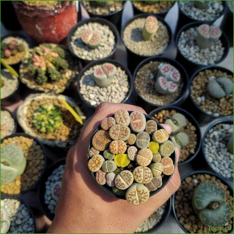 Литопс: живые камни, красота и уход