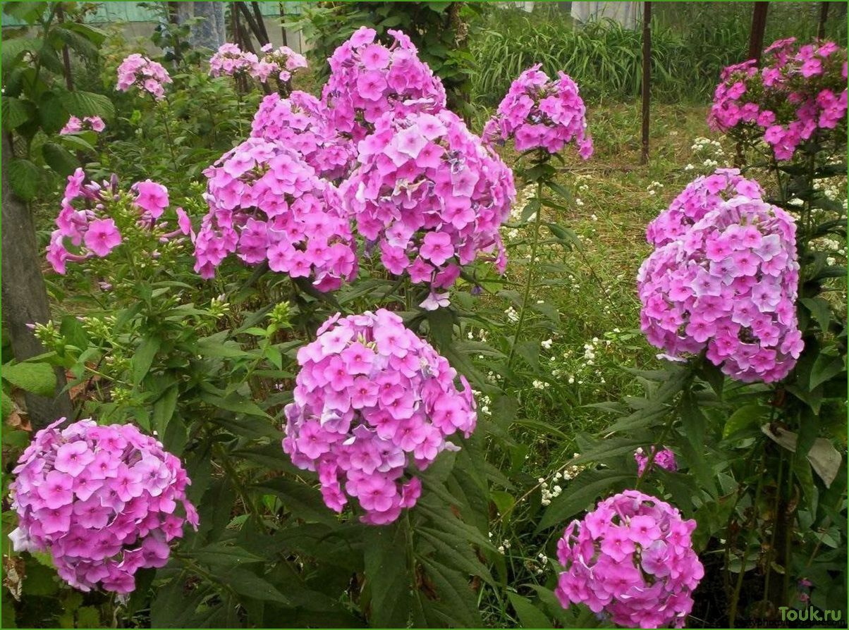 (лучшие, многолетние, цветы, дачи) Лучшие многолетние цветы для дачи