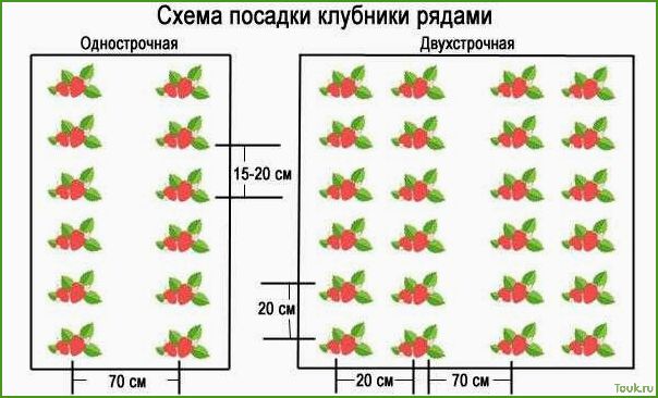 Посадка клубники в открытый грунт — сроки, схема высадки