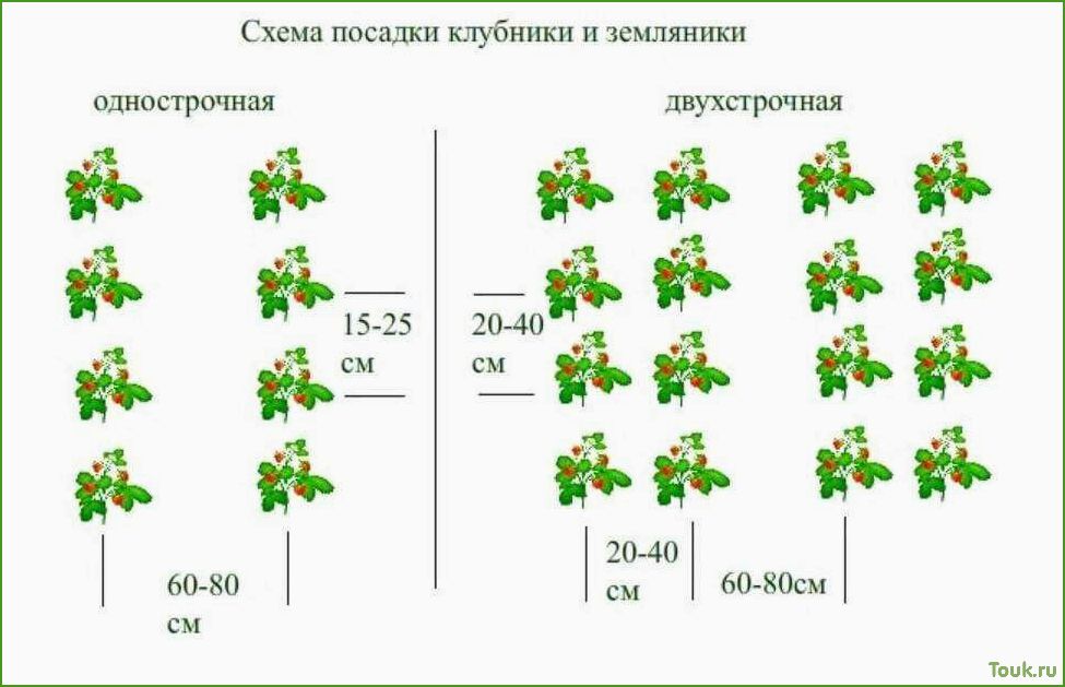 Посадка клубники в открытый грунт — сроки, схема высадки
