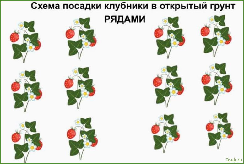 Посадка клубники в открытый грунт — сроки, схема высадки
