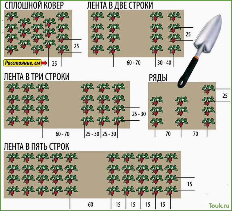 Посадка клубники в открытый грунт — сроки, схема высадки