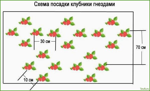 Посадка клубники в открытый грунт — сроки, схема высадки