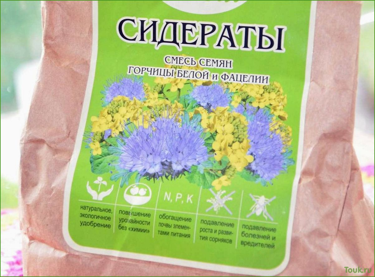 Сидераты: что это такое и какая их роль в садоводстве и огородничестве