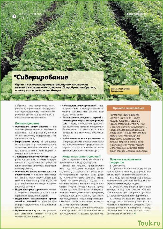 Сидераты: что это такое и какая их роль в садоводстве и огородничестве