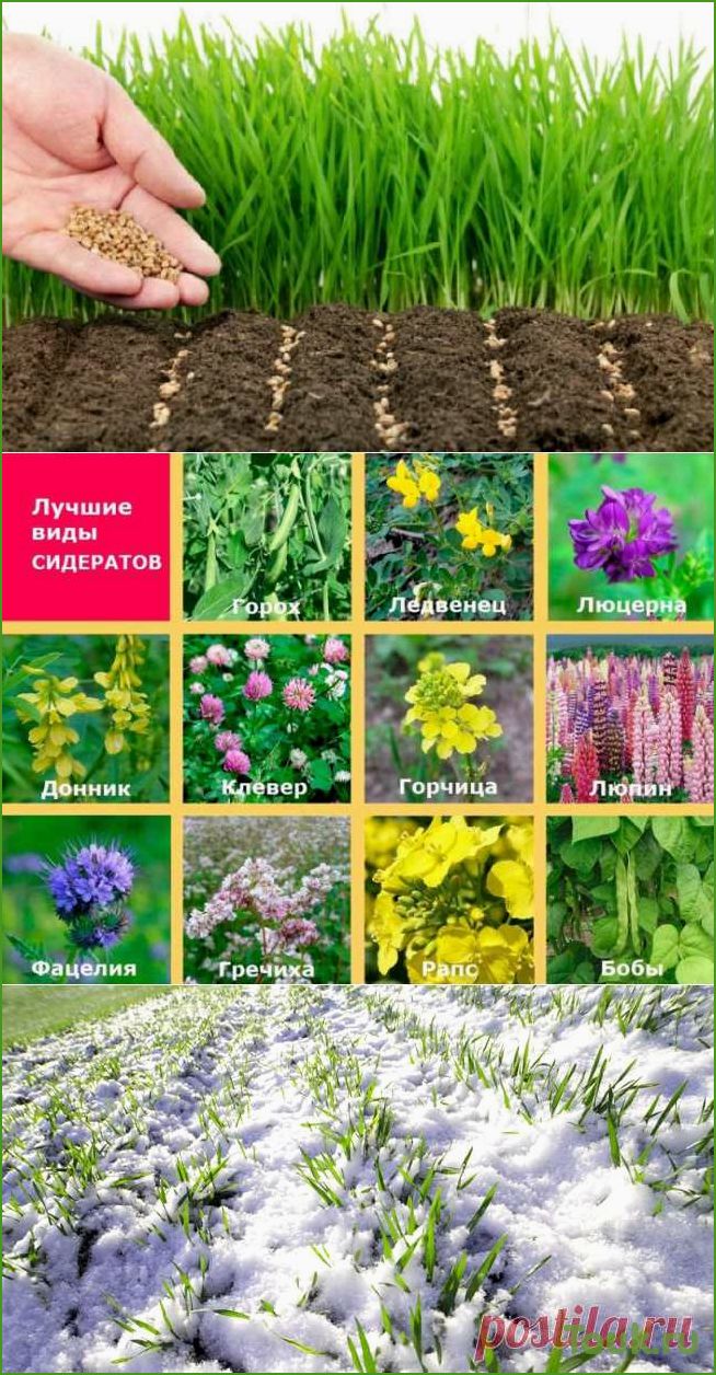 Сидераты: что это такое и какая их роль в садоводстве и огородничестве