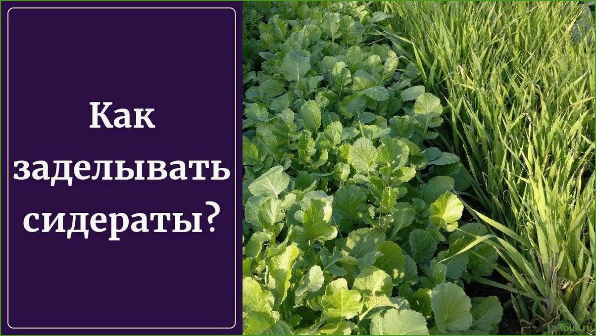 Сидераты: что это такое и какая их роль в садоводстве и огородничестве