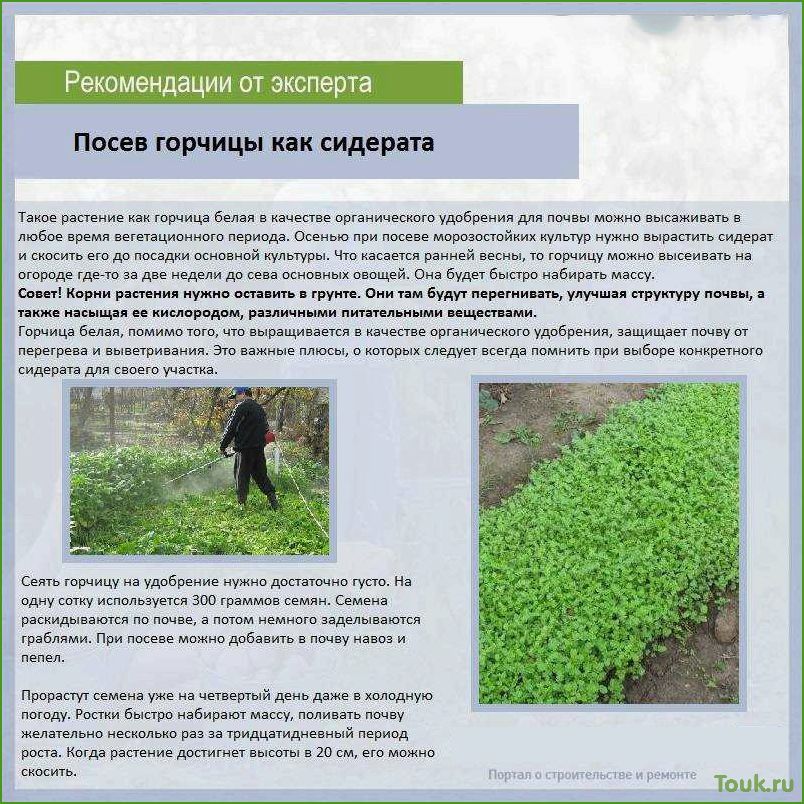 Сидераты: что это такое и какая их роль в садоводстве и огородничестве