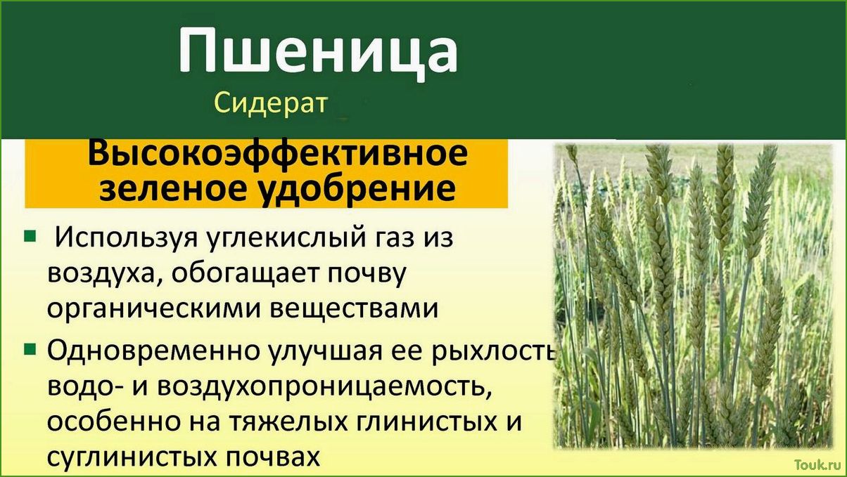 Сидераты: что это такое и какая их роль в садоводстве и огородничестве