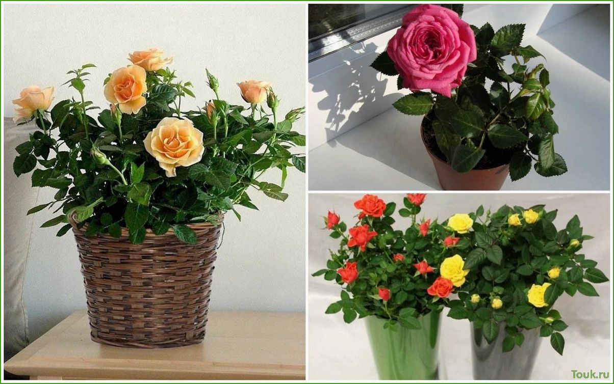 (комнатная, роза, уход, размножение, сорта) Комнатная роза: уход, размножение, сорта