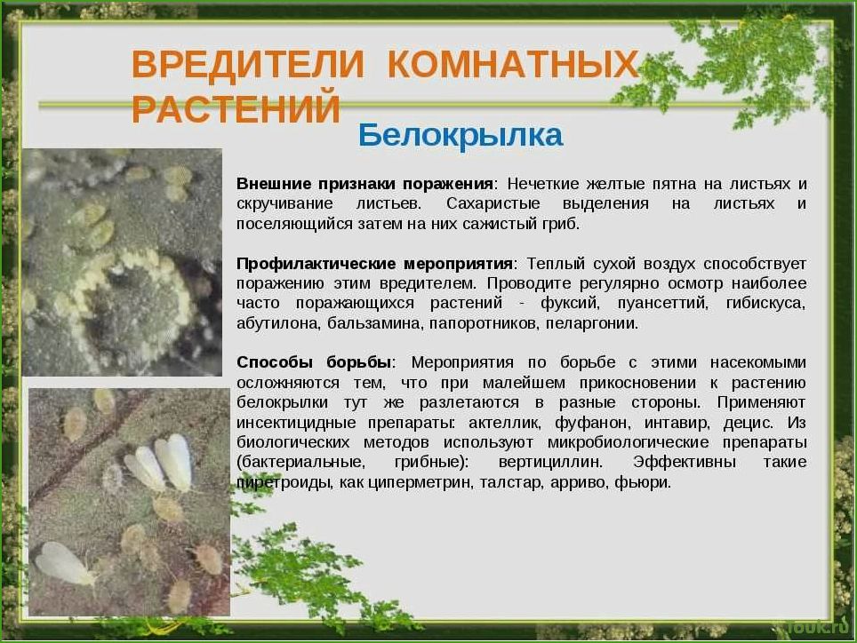 Болезни и вредители комнатных растений