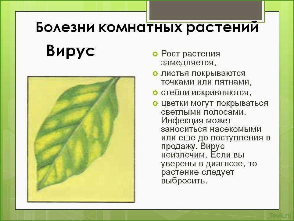 Болезни и вредители комнатных растений