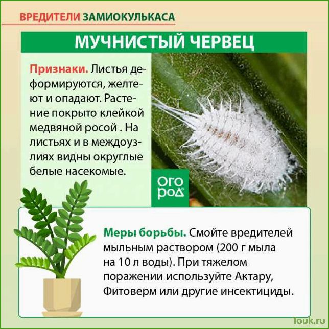 Болезни и вредители комнатных растений