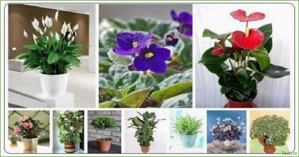(комнатные, растения, приносят, удачу) Какие комнатные растения приносят удачу и привлекают положительные энергии в дом?