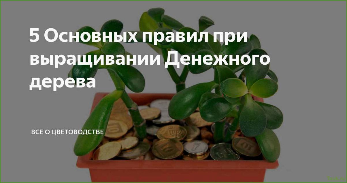 (комнатные, растения, приносят, удачу) Какие комнатные растения приносят удачу и привлекают положительные энергии в дом?