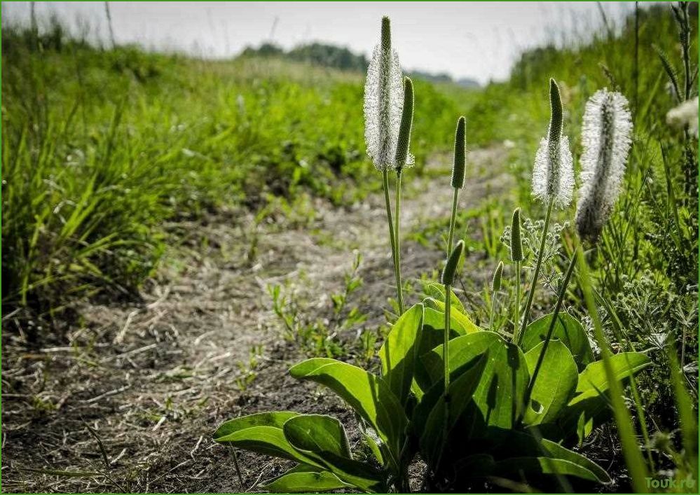 (подорожник, свойства, применение) Подорожник: свойства и применение