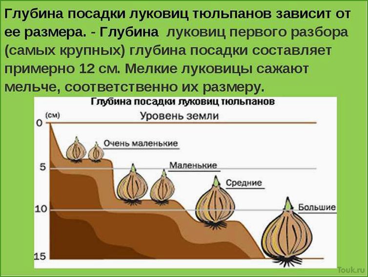 Посадка тюльпанов: советы и рекомендации