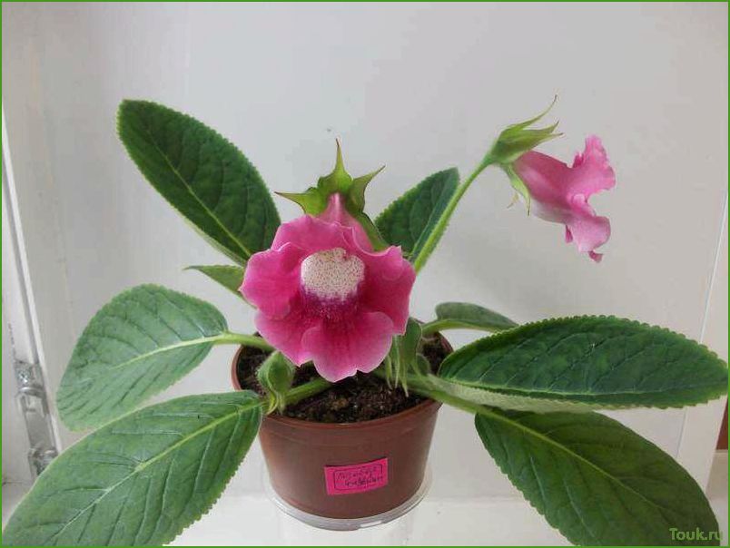 Тидея: описание, особенности и применение