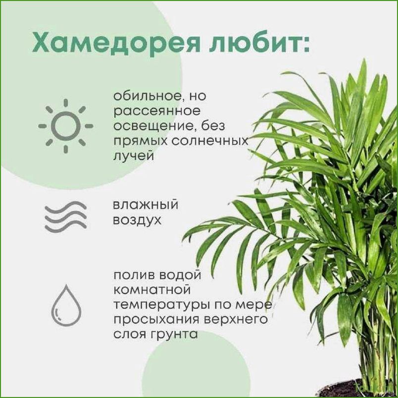 Хамедорея: виды, особенности выращивания и уход