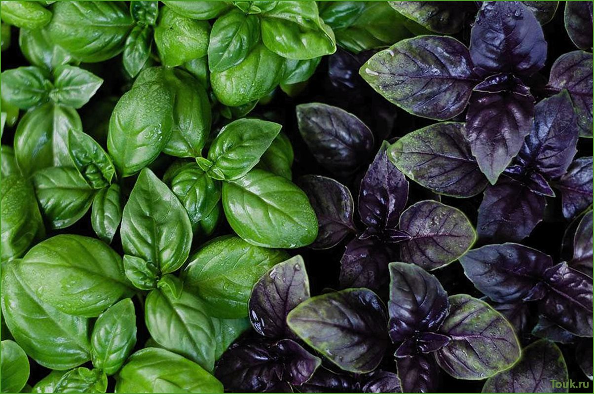 (базилик, полезные, свойства, способы, применения) Базилик: полезные свойства и способы применения