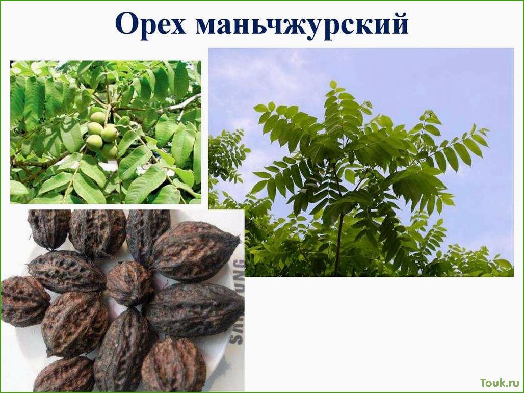 (маньчжурский, орех, полезные, свойства, способы) Маньчжурский орех: полезные свойства и способы использования