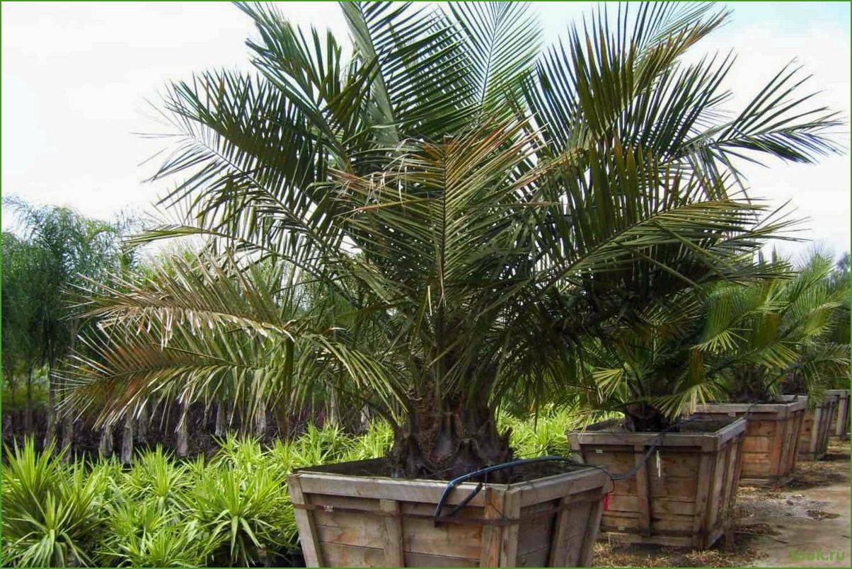(пальма, бутия, описание, уход, размножение) Пальма бутия: описание, уход и размножение