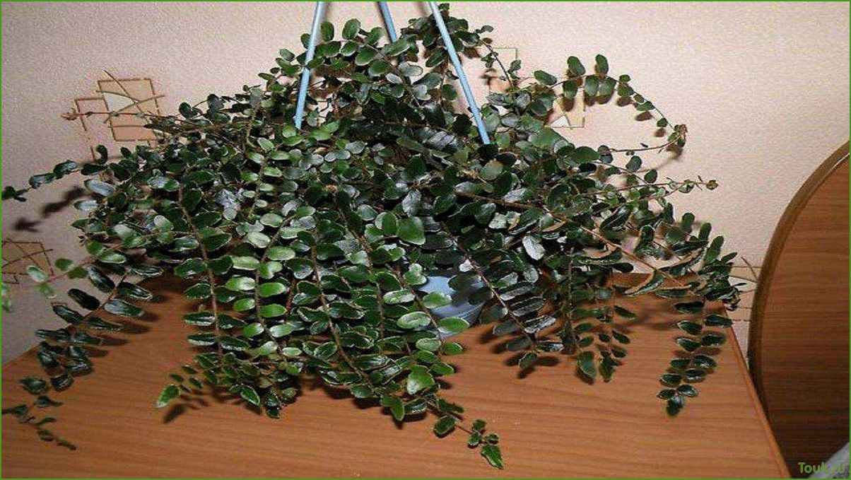 Пеллея: описание, характеристики, особенности
