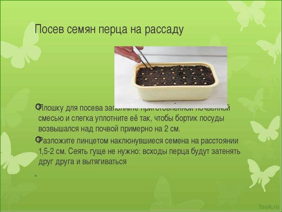 (подготовка, семян, перца, посеву, рассаду) Подготовка семян перца к посеву на рассаду