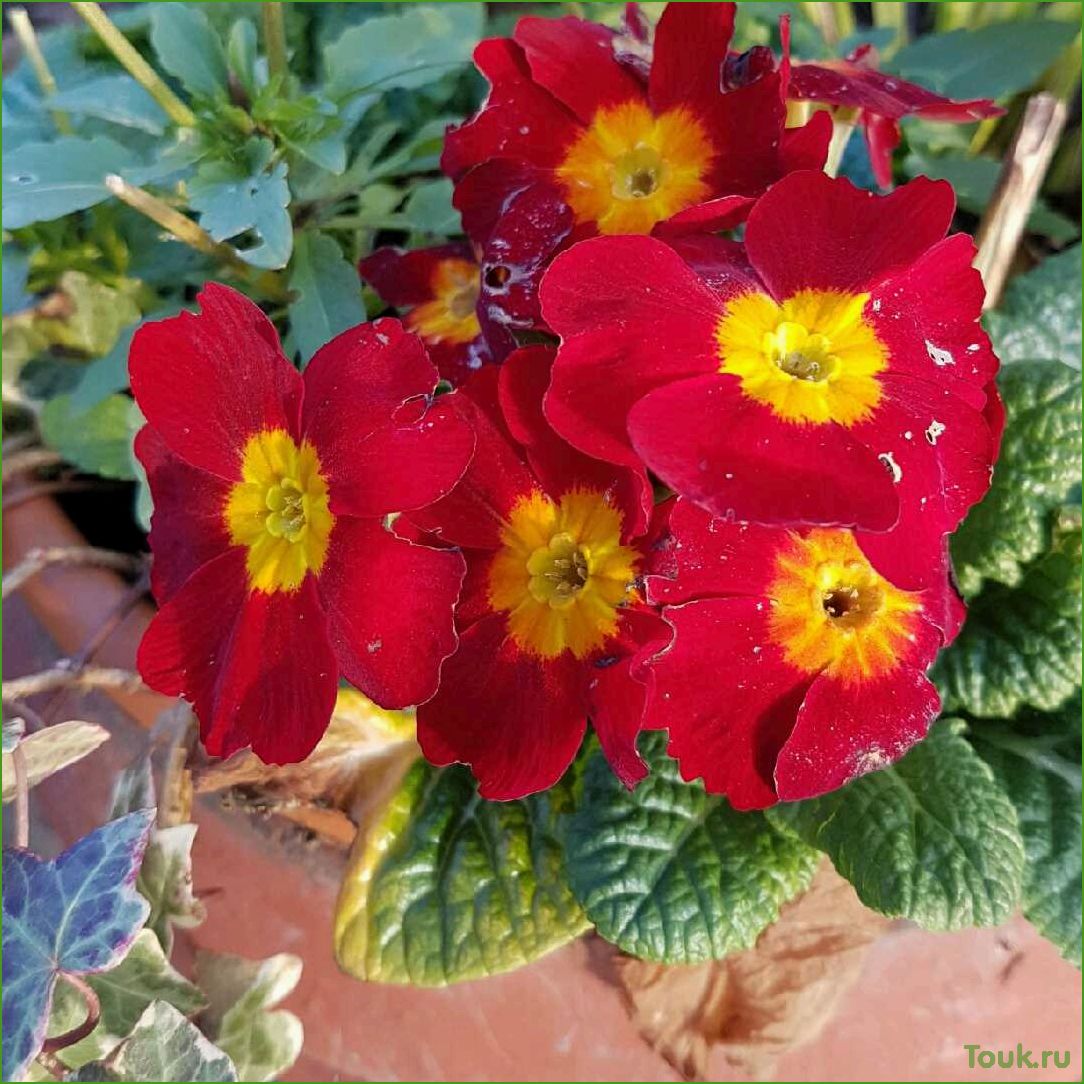 (примула, акаулис, особенности, выращивания, уход) Примула акаулис: особенности выращивания и уход за растением