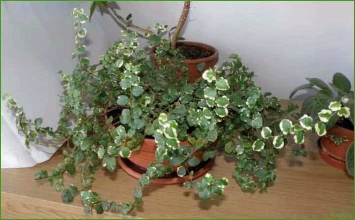 (фикус, карликовый, описание, уход, размножение) Фикус карликовый: описание, уход и размножение