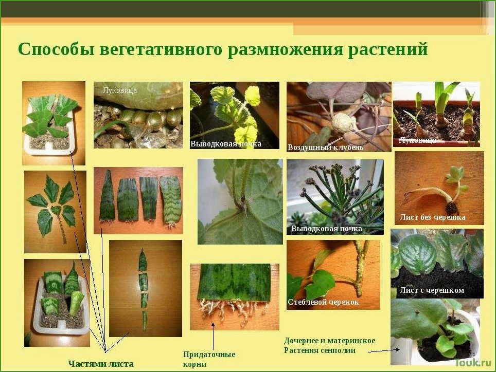 (размножение, комнатных, растений, разнообразные, методы) Размножение комнатных растений: разнообразные методы и приемы.