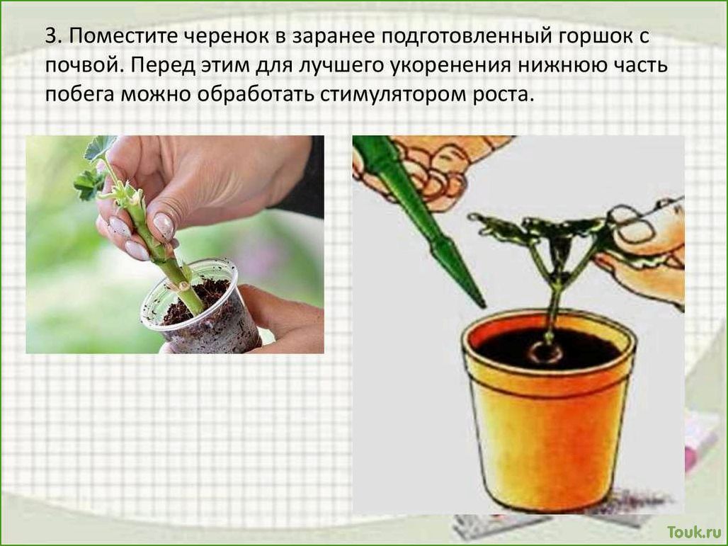 (размножение, комнатных, растений, разнообразные, методы) Размножение комнатных растений: разнообразные методы и приемы.