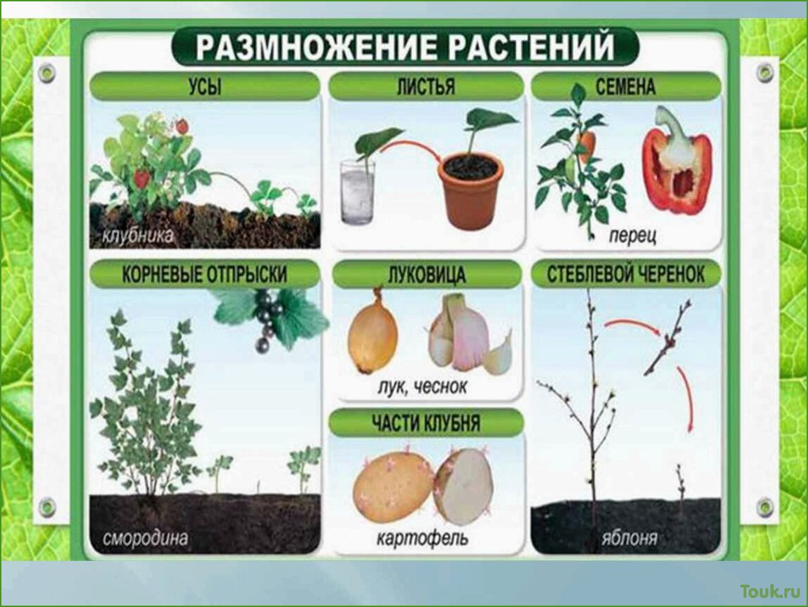(размножение, комнатных, растений, разнообразные, методы) Размножение комнатных растений: разнообразные методы и приемы.