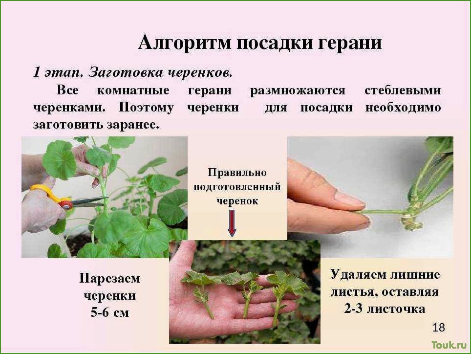 (размножение, комнатных, растений, разнообразные, методы) Размножение комнатных растений: разнообразные методы и приемы.