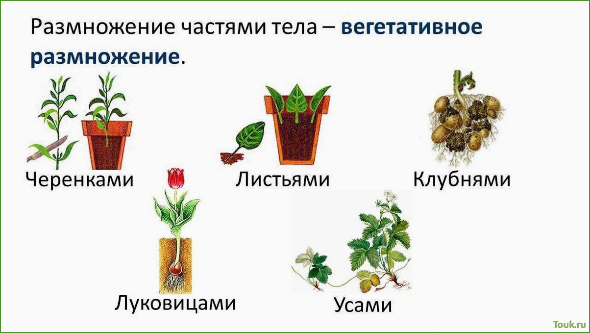(размножение, комнатных, растений, разнообразные, методы) Размножение комнатных растений: разнообразные методы и приемы.